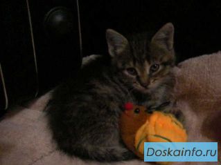 Котеночек