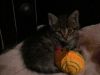 Котеночек