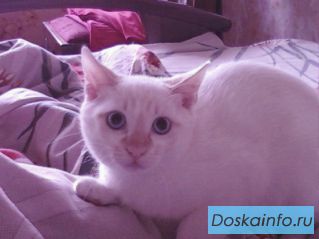 ПОТЕРЯЛСЯ КОТ
