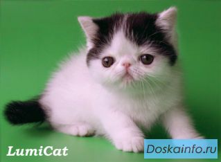 Породистые котята из питомника.