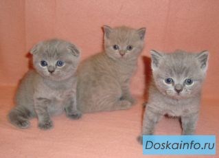 Шотландские плюшевые котята  (фолд и страйт)