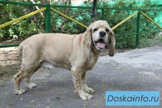 Найден американский кокер спаниель палевый мальчик