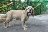 Найден американский кокер спаниель палевый мальчик