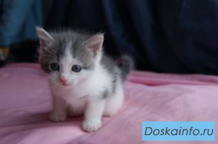Отдам красивых пушистых котят 1.5 мес