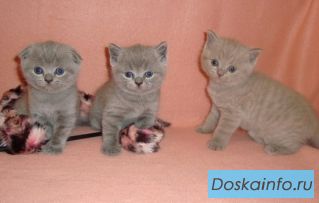 Шотландские  котята  - вислоухие и прямоухие