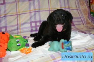 Щенок — колобок Нуар, 1,5 месяца в дар