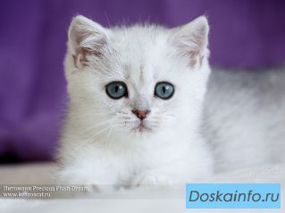 Британские серебристые и золотые шиншиллы