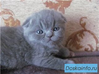 Вислоухие  котята