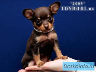 Как «игрушечный» Той терьер
