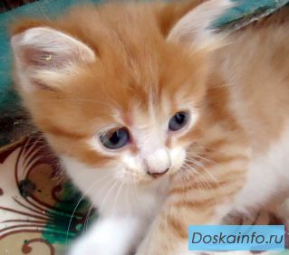 Котята ищут дом!!!