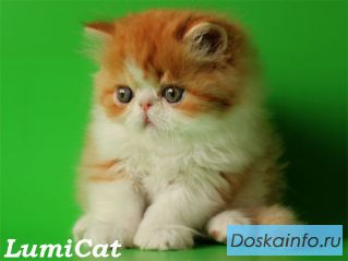 Симон -персидский котик.