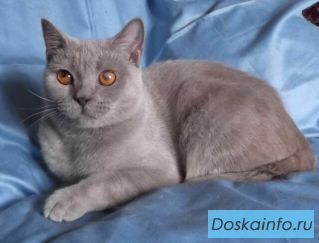 Софи, лиловая британка, в дар.