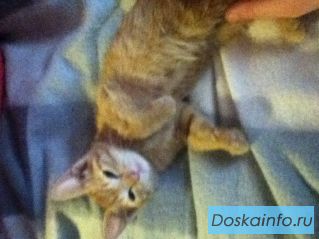 Ласковый и воспитанный котенок ищет дом!
