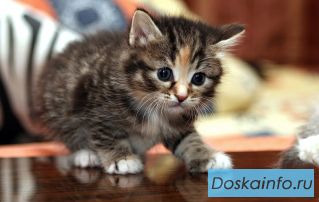 Котенок, 2 мес., девочка.  Трехцветное чудо в дар!