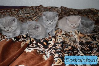 Британские котята