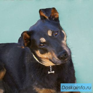 Ласка - станет другом Вам и Вашим детям, собака в дар