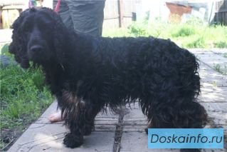 Найден английский кокер спаниель, черный мальчик