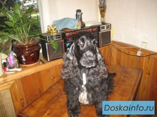Сандра английский кокер спаниель в дар