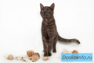 Молодой котик метис РГ красавец Элиот в дар.