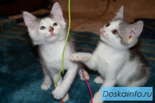 Котятки Сёма и Земфирка ищут хозяев