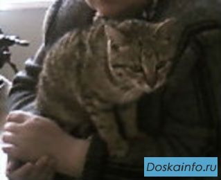 Потерялась кошка 12 июня