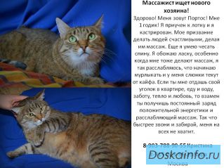 Очень ласковый котик Портос ищет нового хозяина