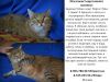 Очень ласковый котик Портос ищет нового хозяина