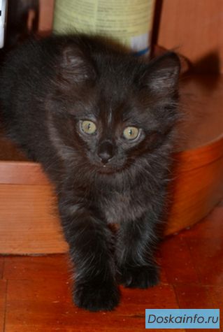Сибирские котята
