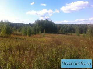 Отличный  участок  7  соток около леса. Рядом деревня Костыши