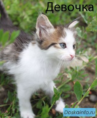 Отдам котят в добрые руки