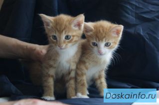 Котята-тигруля и два солнышка 1.5 мес в добрые руки!