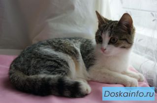 Нежная кошечка-целовашка 5 мес в дар!