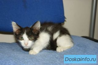 Необычные котята 1.5 месяца бесплатно!