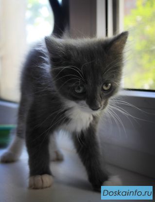 Котенок в добрые руки