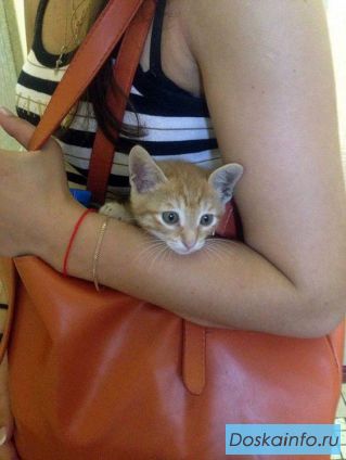 Чудесный рыжий котенок в дар 