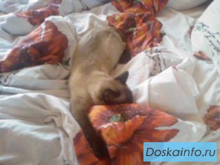 Пропал кот