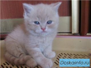 Британские котята