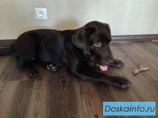 Пропала собака