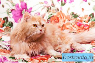 Персидский котэ ищет семью