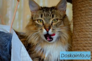 Муся - сибирочка спинальник ищет самого доброго хозяина!!!
