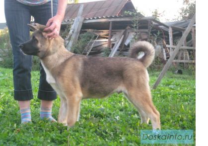 Продаются (купить) щенки Американская Акита