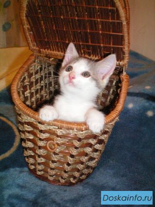 Нежный и ласковый котенок-домовенок