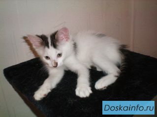 Добрейший маленький комок счастья – котенок Ванесса