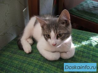 Забавный мальчуган Мотя ищет дом!