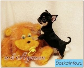 Щенки чихуахуа, купить чихуахуа, продажа чихуахуа