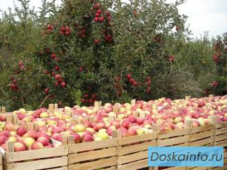 Яблоки летних сортов на экспорт