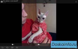 Кошка, сфинкс! 