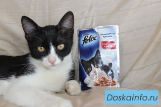Котенок Феликс – не котенок, а мечта!