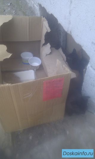 Отдам котят в добрые руки
