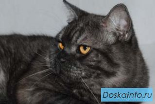 Котик шотландский страйт дымного окраса.